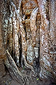 Ta Prohm temple - silk-cotton trees rising over the ruins 